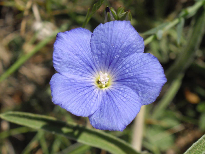 Linum narbonense en fleurs dans une garrigue en Espagne